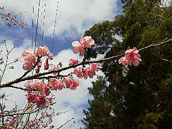 110201sakura_from_okinawa2.jpg