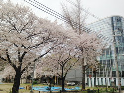 日本トリム本社ビルと桜