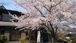 140428hanami.jpg