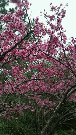 110201sakura_from_okinawa.jpg