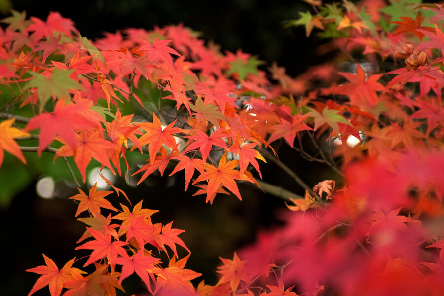 autumn-leaves_00014.jpg