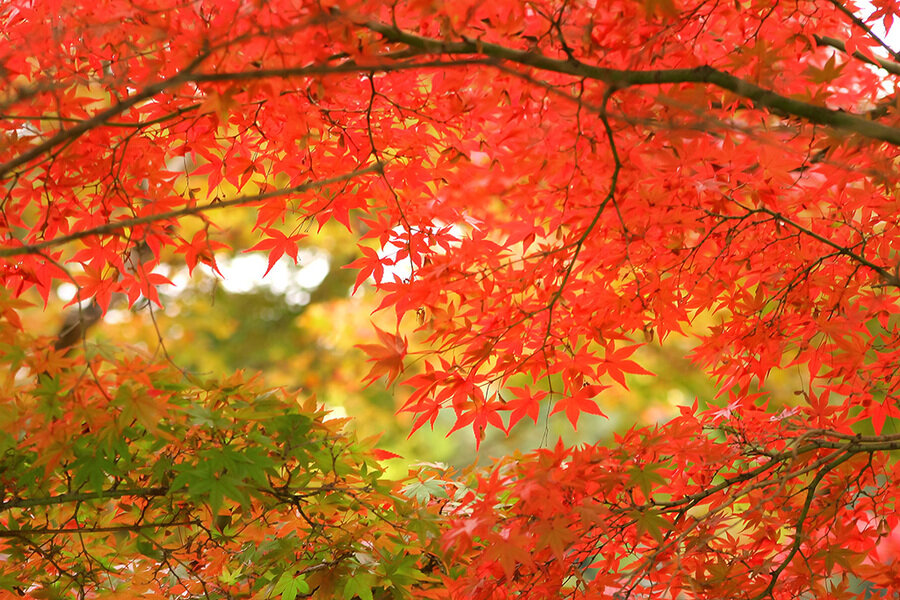 autumn-leaves_00001.jpg