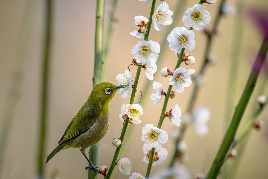 bird-gb8b4f6988_1920.jpg