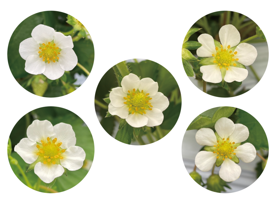 いちごの花.png