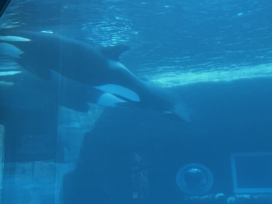 写真20水族館シャチ.jpeg